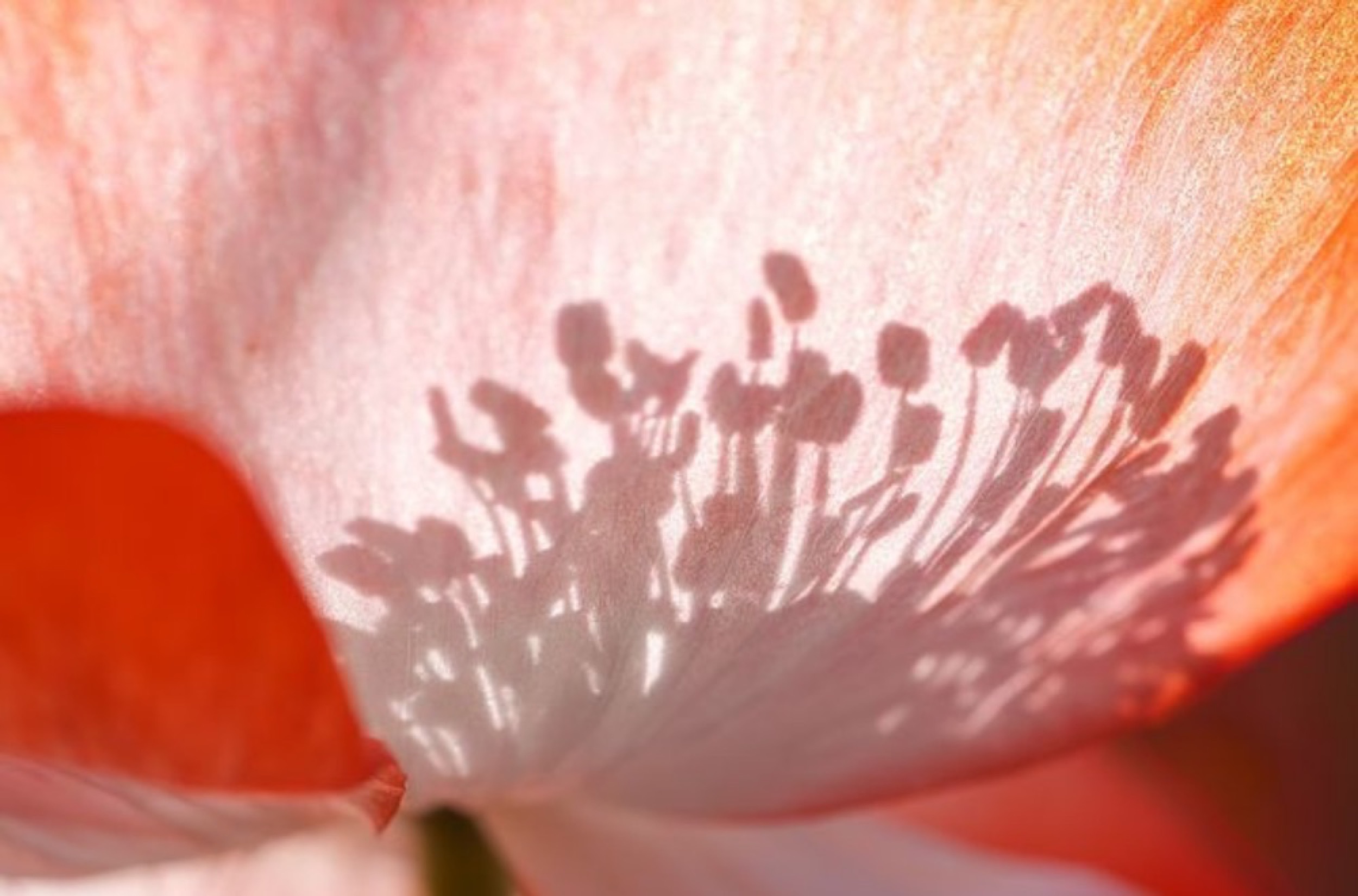 poppy flour duftkonzepte